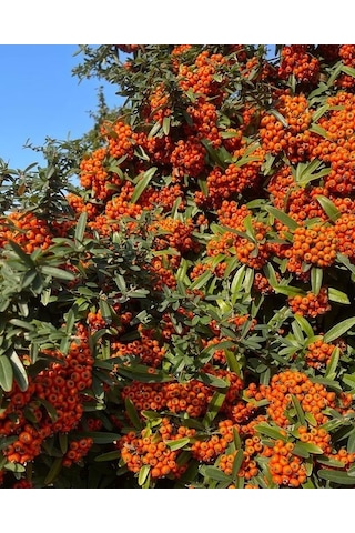 Kırmızı Bodur Ateş Dikeni Fidanı Tüplü
