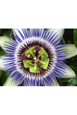 5 Adet Blue Passion Passiflora Caerulea Tohumu