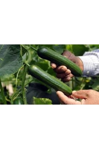 Paket 50 Tohum İthal Sırık Salatalık Tohumu +
