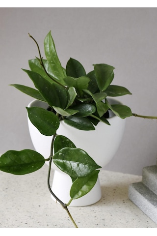 Mum Çiçeği – Hoya carnosa Askılı Saksıda 2 Adet