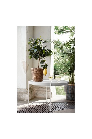 Vallmofrön Rattan Saksı, Deniz Sazı 17497324