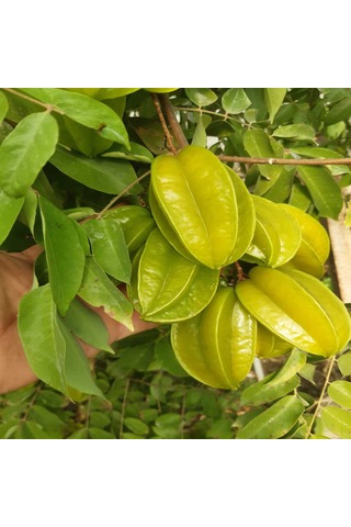 1 Kg Yıldız Meyvesi