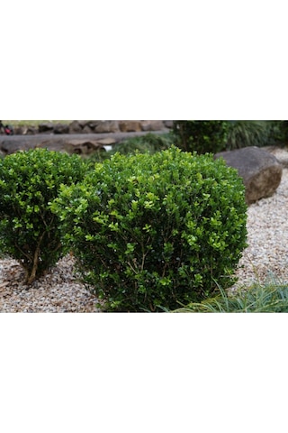 Fidan & Peyzaj - Şimşir (2 Yaş / Buxus sempervirens)