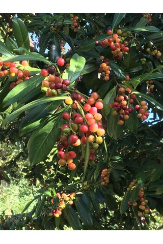 Güz Karayemişi , Özel Ürün 80 120 Cm Tüplüdür