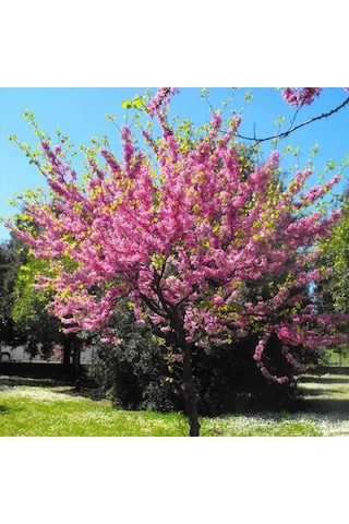 Tüplü Cercis Erguvan Ağacı Fidanı