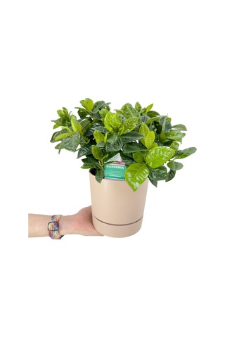 Mis Kokulu Anne Hediyesi 1 Adet Gardenya Çiçeği Saksılı 25-40cm Gardenia Flower