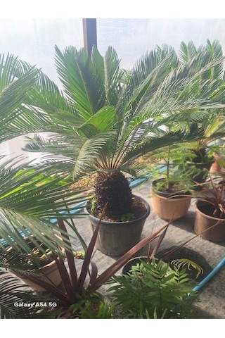 Cycas Revoluta-sikas - Japon Sago Palmiyesi - Gövde Boyu 55-80 Cm