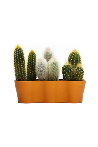 Poliwork Üçlü Kaktüs Saksı 8,5 Cm 42204033