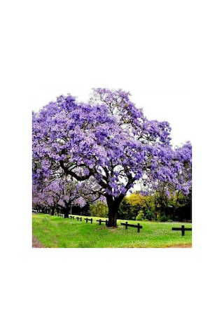 Saksıda Mor Çiçekli Yoğun Kokulu Pavlonia Fidanı Boy 120-150 Cm