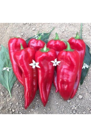 Közlemelik Kırmızı Biber Tohumu Tatlı Biber Tohumu 40 Tohum