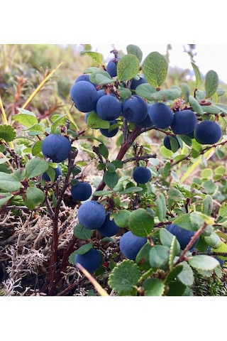 Yaban Mersini Meyve Fidanı Vaccinium Myrtillus