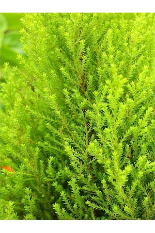 Videolu Canlı Kokulu Limoni Servi Çam Ağacı 35 45 Cm 1 Adet Saksılı Cupressus Macrocarpa