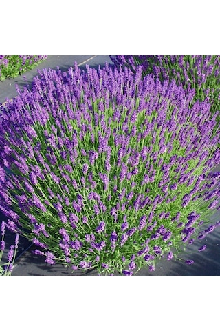 Munstead Strain Bodur İngiliz Lavanta Çiçeği Tohumu 95 Tohum Munstead Strain Bodur İngiliz Lavanta Çiçeği Tohumu 95 Tohum