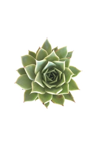 Saksıda İthal Büyük Boy Sukulent