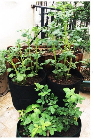 Patates, Havuç, Domates Yetiştirme Torbası - Pratik Bahçe Çantası, Nefes Alır