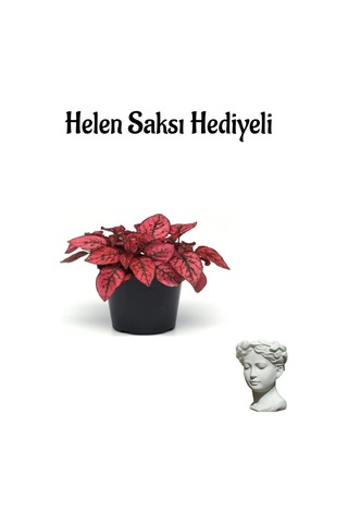 Zarif Yapraklı Kırmızı Renk Hostes Çiçeği Sevgililer Gününe Özel Helen Saksı Hediyeli
