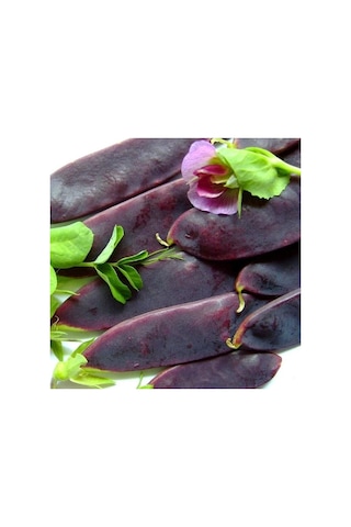 Geleneksel Şiraz Siyah Bezelye Tohumu 10 Tohum