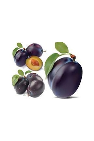 3 Yaş Tüplü Aneglino Anjelika Japon Eriği Fidanı Boy 150cm+