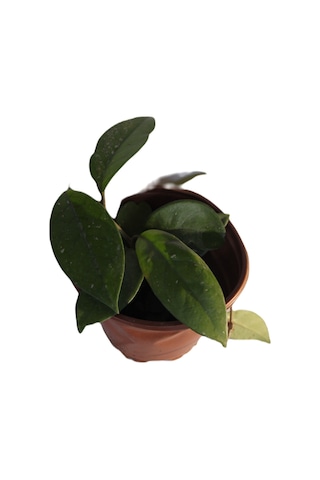 Mum Çiçeği Hoya Cornosa Fidesi Köklenmiş Saksıda Tekli 10 Cm Saksılı