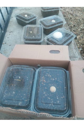 KüLür Mantarı Deneme Hobi Kiti Tohumu İçinde Dahil