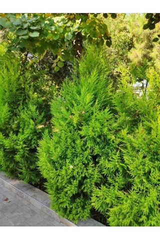 Videolu Canlı Kokulu Limoni Servi Çam Ağacı 35 45 Cm 1 Adet Saksılı Cupressus Macrocarpa