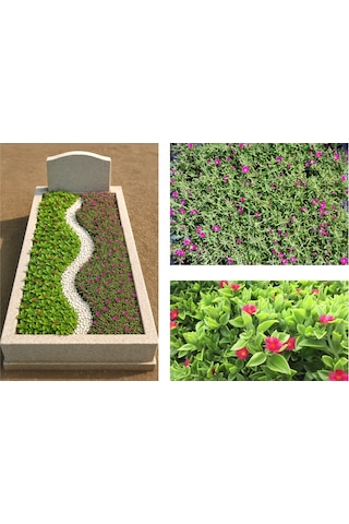 Mezar - Kabir Çiçekli Bitki Seti - 90 Adet Yer Örtücü Bitki + 20