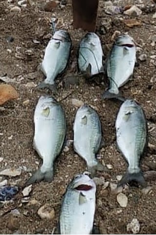 Shore Pro Jig 29g Renk: 202