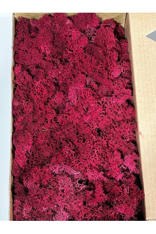 Reindermoss Şoklanmış Norveç Yosunu Terarium Yosunu Fushia 5 Kg.