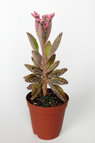 Aşkın Gözyaşları Çiçeği Kalanchoe Daigremontiana Pembe 5.5 Cm Sak