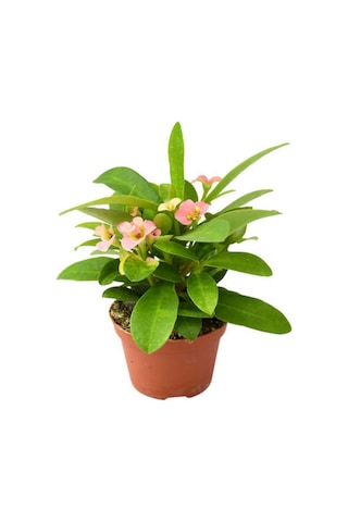 İthal Milli Dikenler Tacı Çiçeği Büyük Çiçekli 20-40 Cm Saksılı Euphorbia Milii