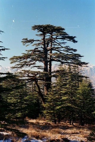 Toros Sedir Fidanı 30-50 Cm Boyunda, Dayanıklı Çam Ağacı