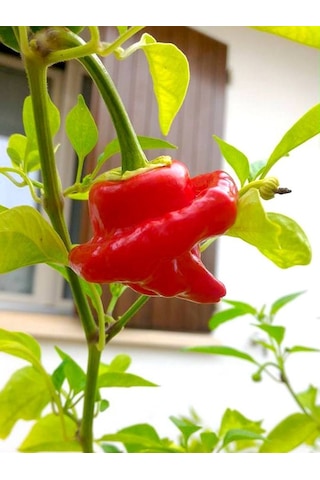 Jamaican Hot Red Pepper / 300.000 Scoville - Gerçek Taze Acı Biber