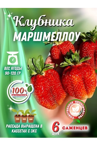 Marshmallow Çilek Fidesi 6 Ad