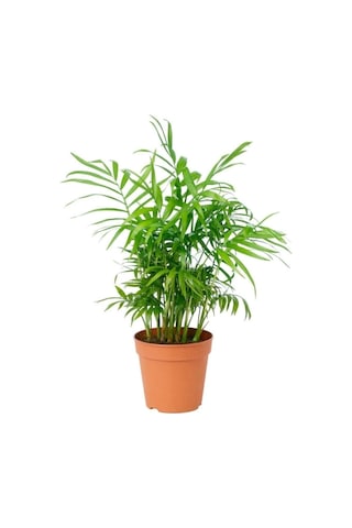 Dağ Palmiyesi Chamaedorea Elegans 30-40 Cm -peyzaj Burada Iç Mekan Süs Bitkisi