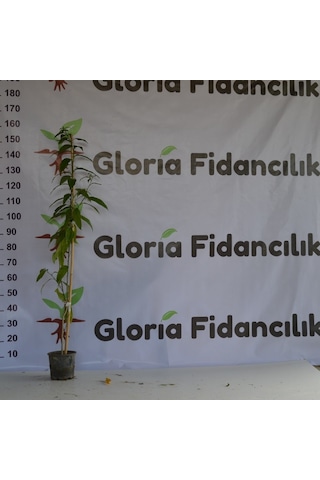 2 Adet Saksıda 2 Yaş Melisa Kolonya Çiçeği 60-90 Cm