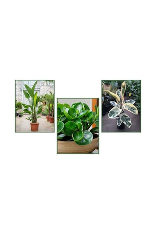 Peperomia & Alacalı Kauçuk & Starliçe