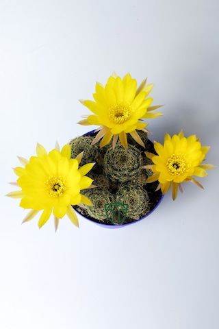 Lobivia Arachnacantha Bol Yavrulu Çiçek Açan Kaktüs 8.5 Cm Saksıda