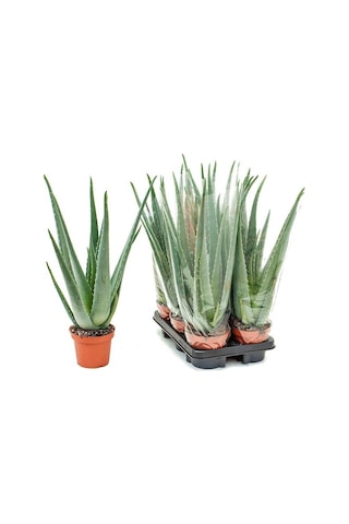 Aloe vera – Sarı sabır
