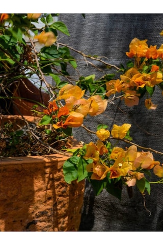 Turuncu Begonvi Gelin Tacı Çiçeği Fidanı 30 60 Cm 1 Adet Saksılı Bougainvillea