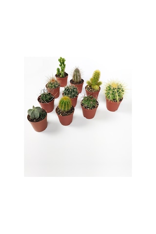10 Lu Kaktüs Set - Özel Türler - 5.5 Cm Saksıda