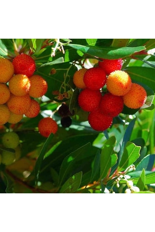 Kocayemiş Dağ Çileği Fidanı Saksılı 20 - 30 Cm