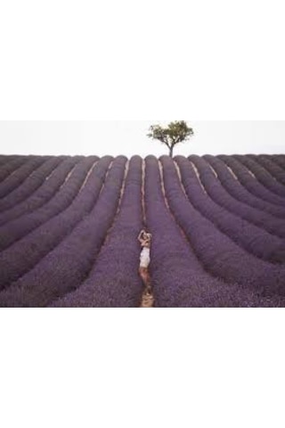 50 Adet Lavanta Açık Kök Intermedia Fidanı Fidesi