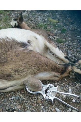 Küçükbaş Burdizo Pensi 23 cm Ekonomik