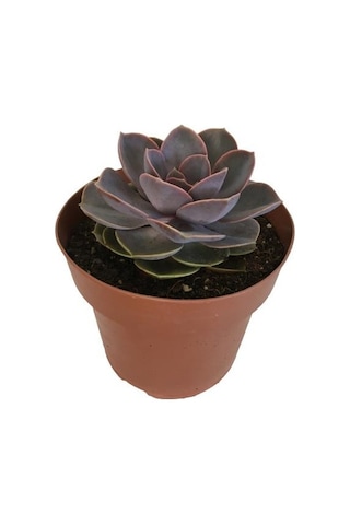 Özel Cins İthal Anaç Sukulent