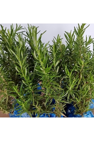 Eget Organik Biberiye Fidesi 6 Adet