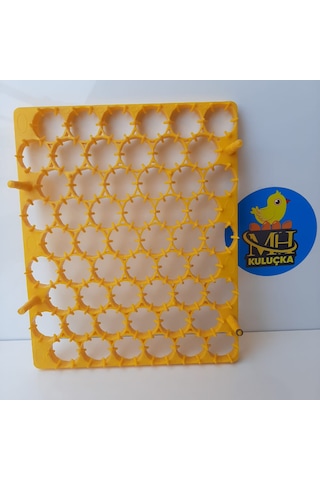 54'lük Kuluçka Gelişim Viyolü 38x31