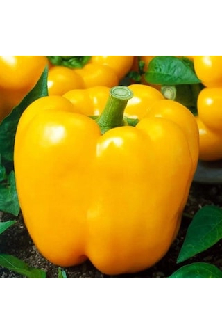 5 Adet Sarı Dolma Biber Fidesi