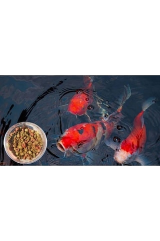 Canlipetshop Pellet Koi Japon Balığı ve Büyük Boy Ciklet Yemi 1 KG