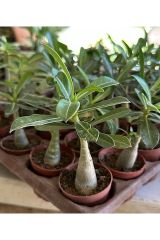 10 Adet 5.5 Luk Saksıda Adenium Çöl Gülü Çiçeği Fidanı Pakedi Mix Karışık 1