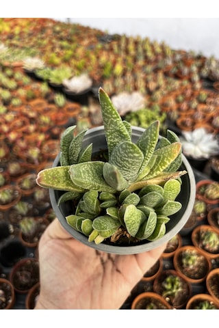 Gasteria 12cmlik Saksıda 1 Adet